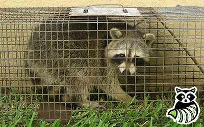 Atoka trapping